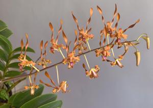 Dendrobium tangerinum