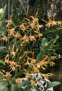 Dendrobium tangerinum