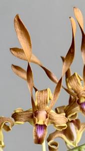 Dendrobium tangerinum