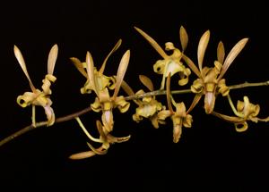 Dendrobium tangerinum