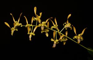 Dendrobium tangerinum