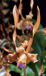 Dendrobium tangerinum