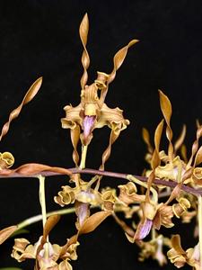 Dendrobium tangerinum