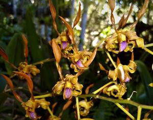 Dendrobium tangerinum