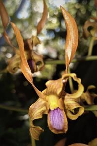 Dendrobium tangerinum