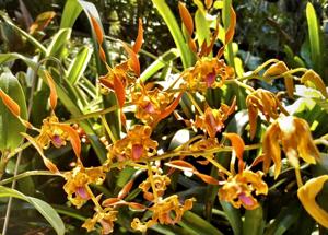 Dendrobium tangerinum