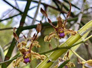 Dendrobium tangerinum