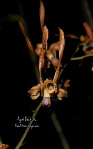 Dendrobium tangerinum