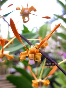 Dendrobium tangerinum