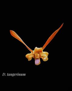 Dendrobium tangerinum