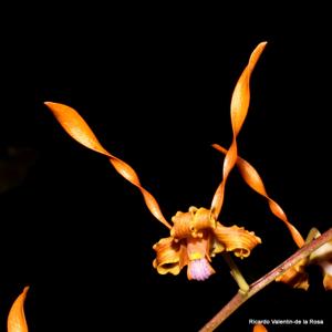 Dendrobium tangerinum