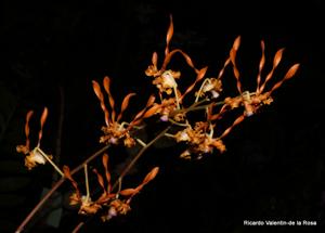 Dendrobium tangerinum