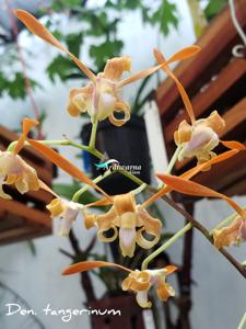 Dendrobium tangerinum