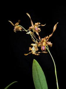 Dendrobium tangerinum