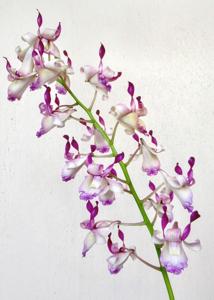 Dendrobium taurinum