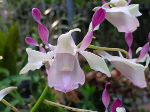 Dendrobium taurinum