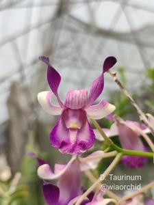 Dendrobium taurinum