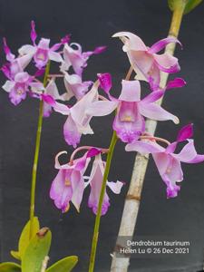 Dendrobium taurinum