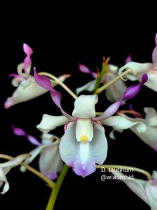 Dendrobium taurinum