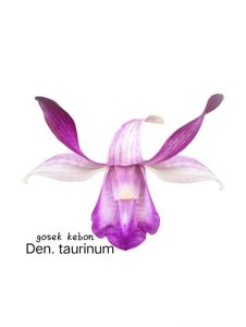 Dendrobium taurinum