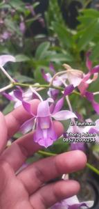 Dendrobium taurinum