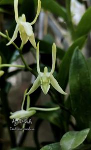 Dendrobium taurulinum