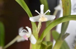 Dendrobium taylorii