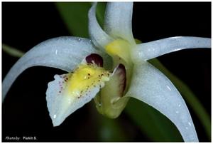 Dendrobium tentaculatum