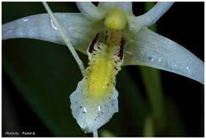 Dendrobium tentaculatum