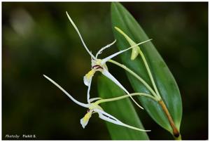 Dendrobium tentaculatum