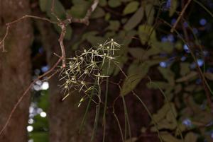 Dendrobium teretifolium