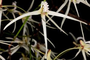 Dendrobium teretifolium