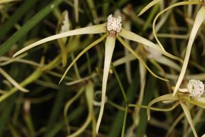 Dendrobium teretifolium