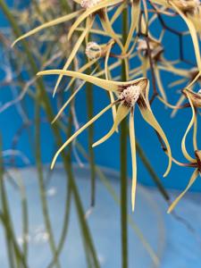 Dendrobium teretifolium var. aureum