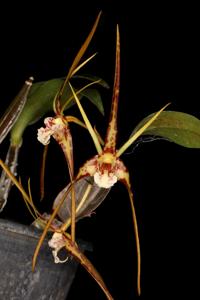 Dendrobium tetragonum