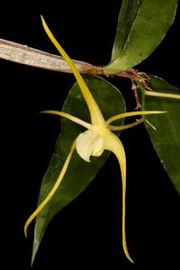 Dendrobium tetragonum