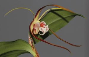 Dendrobium tetragonum