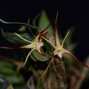 Dendrobium tetragonum