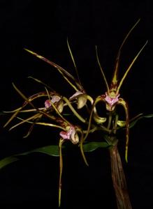 Dendrobium tetragonum