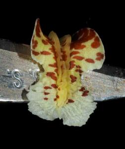 Dendrobium textile