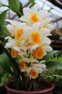 Dendrobium thyrsiflorum