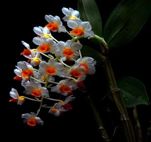 Dendrobium thyrsiflorum