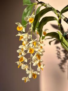 Dendrobium thyrsiflorum