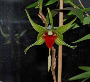 Dendrobium tobaense