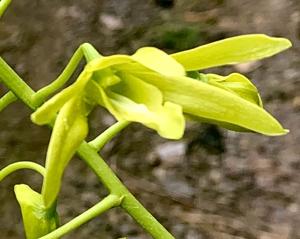 Dendrobium tokai