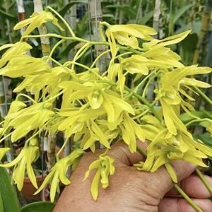 Dendrobium tokai