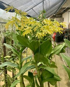 Dendrobium tokai