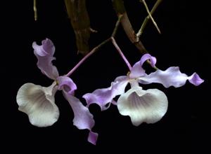 Dendrobium tortile