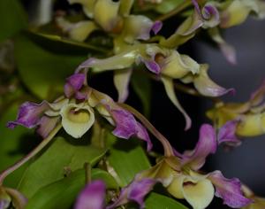 Dendrobium tortile