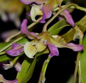 Dendrobium tortile